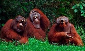 laughing-orang-utans